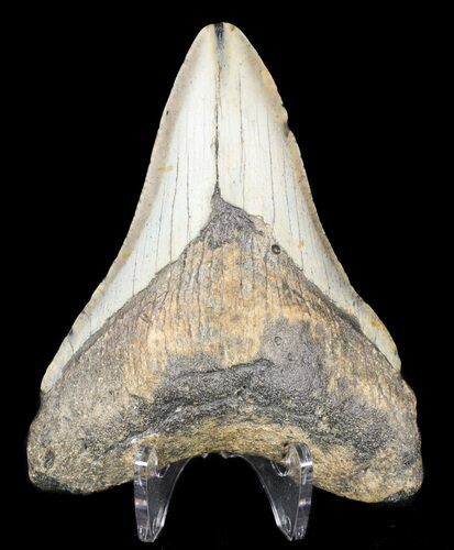 Bargain, Megalodon Tooth - North Carolina #53246
